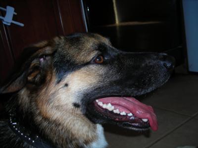 Everyone S Buddy Behaviour Training For Dogs Everyone S Buddy Behaviour Training For Dogs
