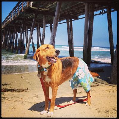 Henry on a hot summer day 