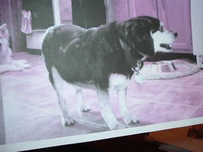 dog sudden death