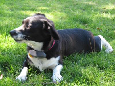 Jelly Relaxing On The Grass In The Backyard