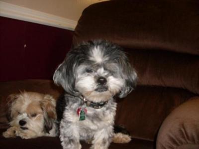 She's the Black and White dog!