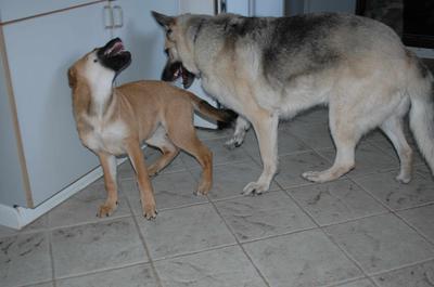 Berin teaching the pup some manners