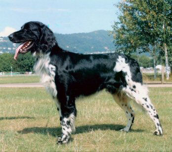 The Main Man - at National Gundog Show