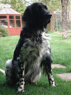 Attentive Max - in Garden