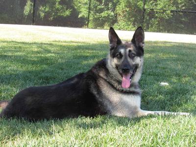 One proud German Shepherd