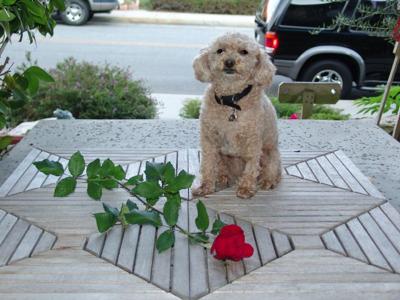 Kelly loved us both but mom was a little more special. She brings home a rose on Mother's Day