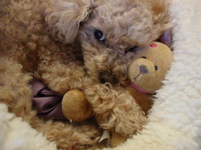 Kelly with her favorite stuffed doggie