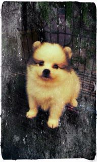 Kino, Cute Pomeranian