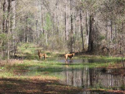 Tali (with tail) and Mac at play