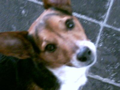 Larry Gogan, Total Hard man..