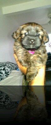 Lucy was only 8 weeks old when she passed away