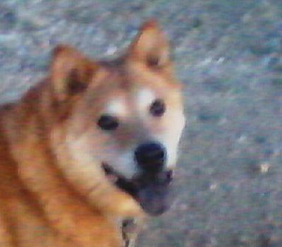 In Loving Memory of MegaBytes 10-30-2002 - 1-4-2017 