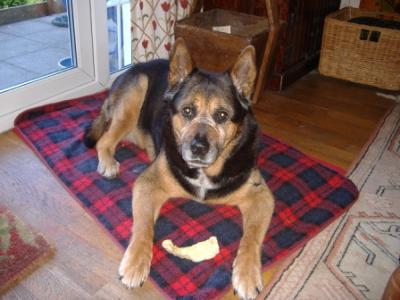 Dotty guards her chew