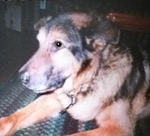 Benny Boy's final picture