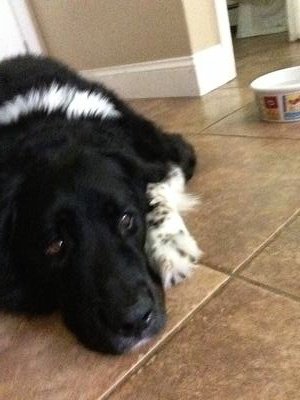 You were such a good dog and you always loved kids!