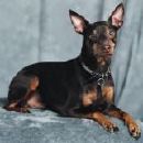 My first dog, Dancer.