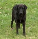 Relish was my second dog.