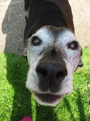 My Old Plod, Sammy Dog