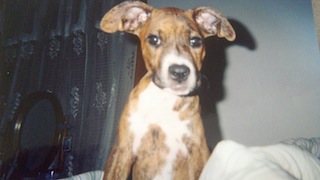 The Cutest Puppy Ever