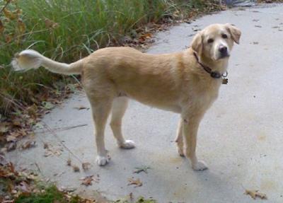 Looking like a puppy at 11 years old