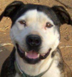 Best Dog Ever, Sheeva