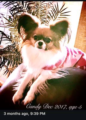 Candy so beautiful! Last Christmas