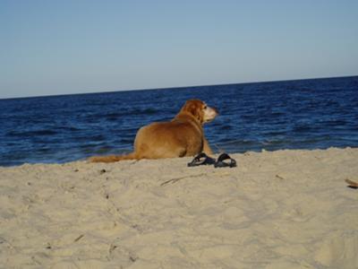 A great day on the beach