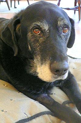 The day he licked cancer and came home for a month