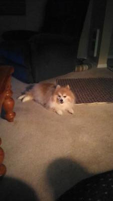 Best Dog in the World