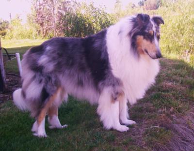 Cody on his hill watching the farm