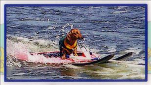 Fritz skiing at the lake