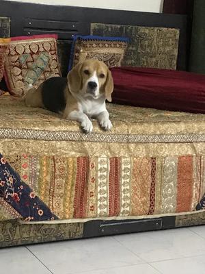 Scooby enjoying the view