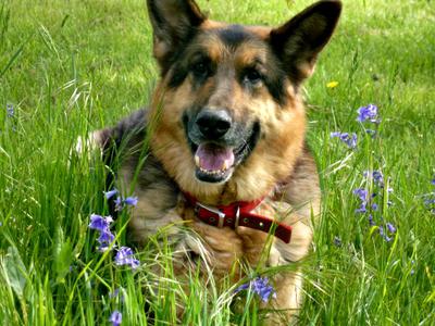 The Blue Bells Where You Rest