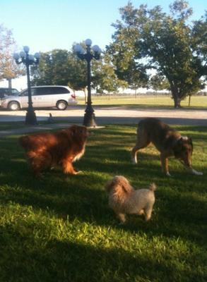 Perry playing with other dogs
