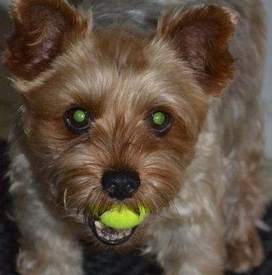 My Teddy Bear Faced Baby