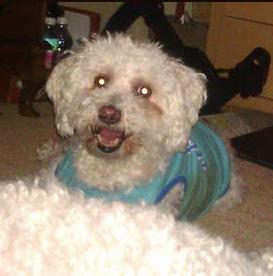 Joey just chillin' at home