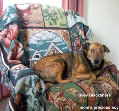 Riley Sweet Brindle Boy