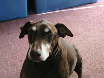 Rusty on April 12, 2009 last picture