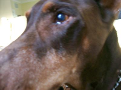 Goodbye Best Friend Dog Goodbye Best Friend Dog