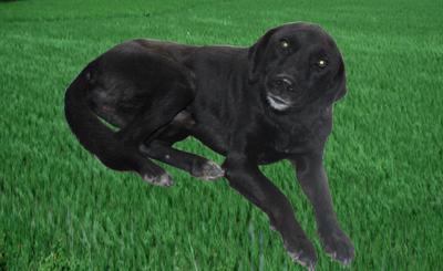 My sweet sweet heart Scubby