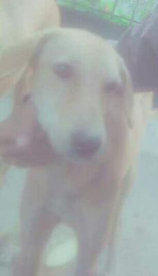 See You Again, My Bro