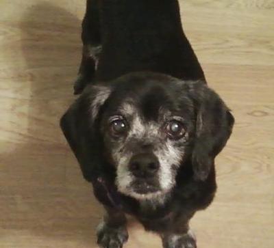 The Perfect Companion