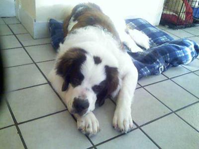 Simba, My Saint Bernard, My Saint, My 