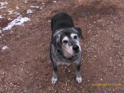 Spunky out in the yard