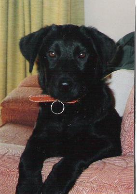 Spunky shortly after adopted-4 mos. old