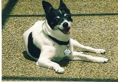 Rikki, our constant companion