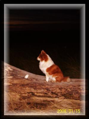 Sugar at golf course