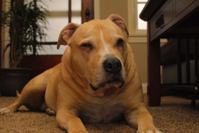 Sumo 5/8/99 - 3/16/12 I miss you buddy