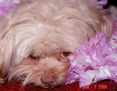 Sushilyn 9/15/96 to 12/4/11