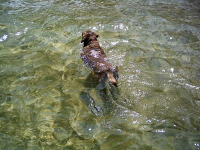 Molli Brown 7/4/00 ~ 12/18/09